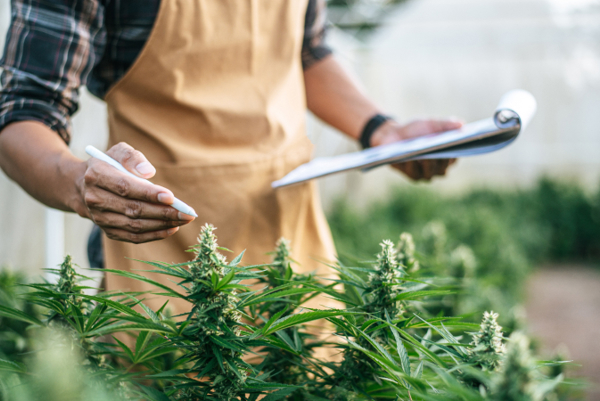 Cannabis Banking with CU1